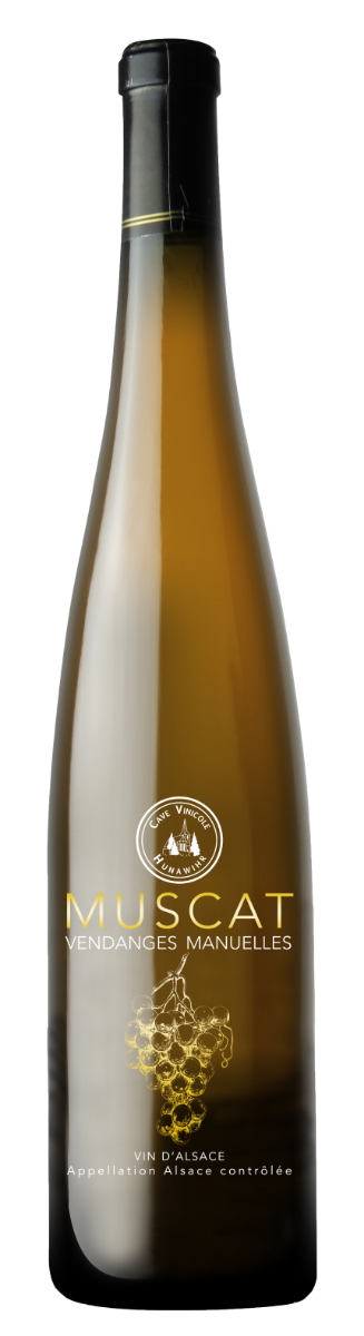Muscat Vendanges Manuelles 2019-0
